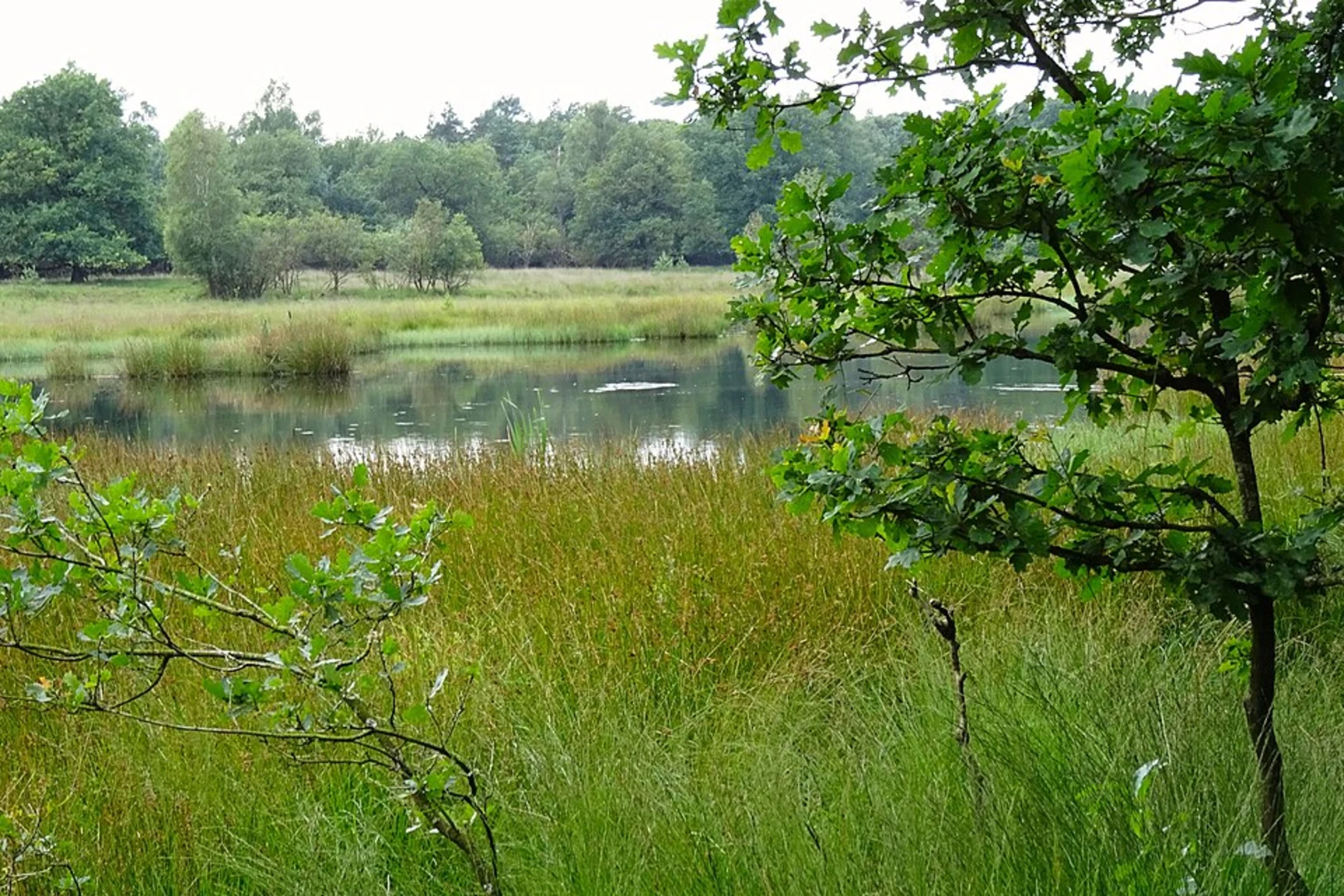 An image depicting the trail Vroome and Kootwijkerveen Loop and its surrounding area.