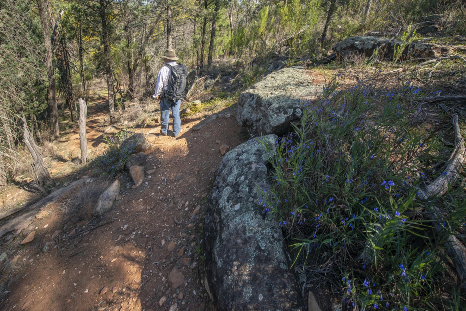 An image depicting the trail Mount Brogden Track and its surrounding area.