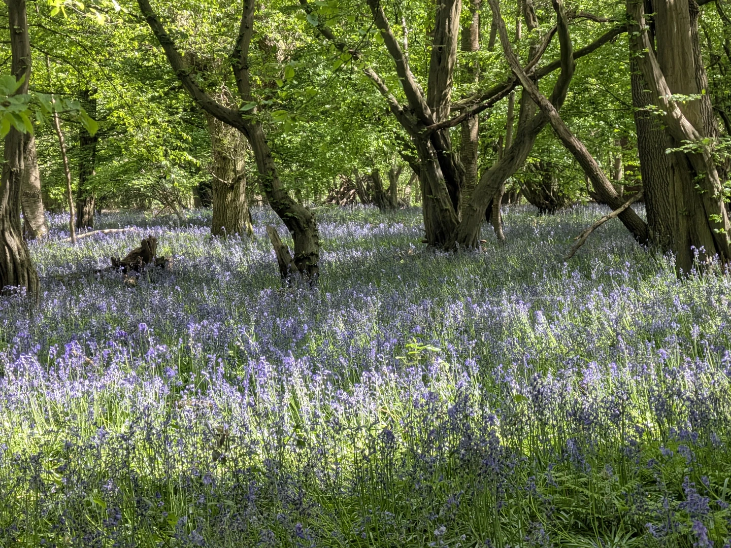An image depicting the trail Wain Wood from Hitchin Priory via Charlton and its surrounding area.