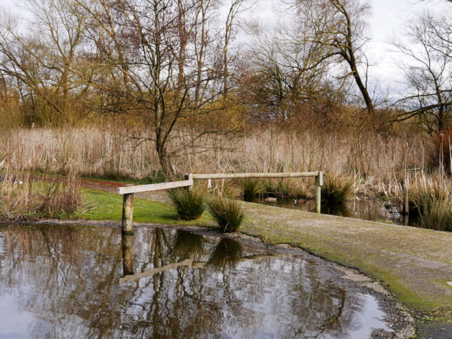 An image depicting the trail Martin Mere and its surrounding area.