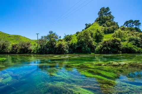Blue Spring via Te Waihou Walkway from Leslie Road Trailhead