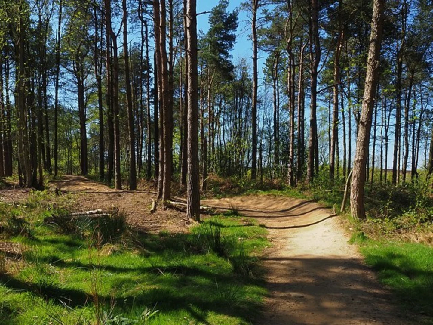 An image depicting the trail Lady Canning's Plantation Loop and its surrounding area.