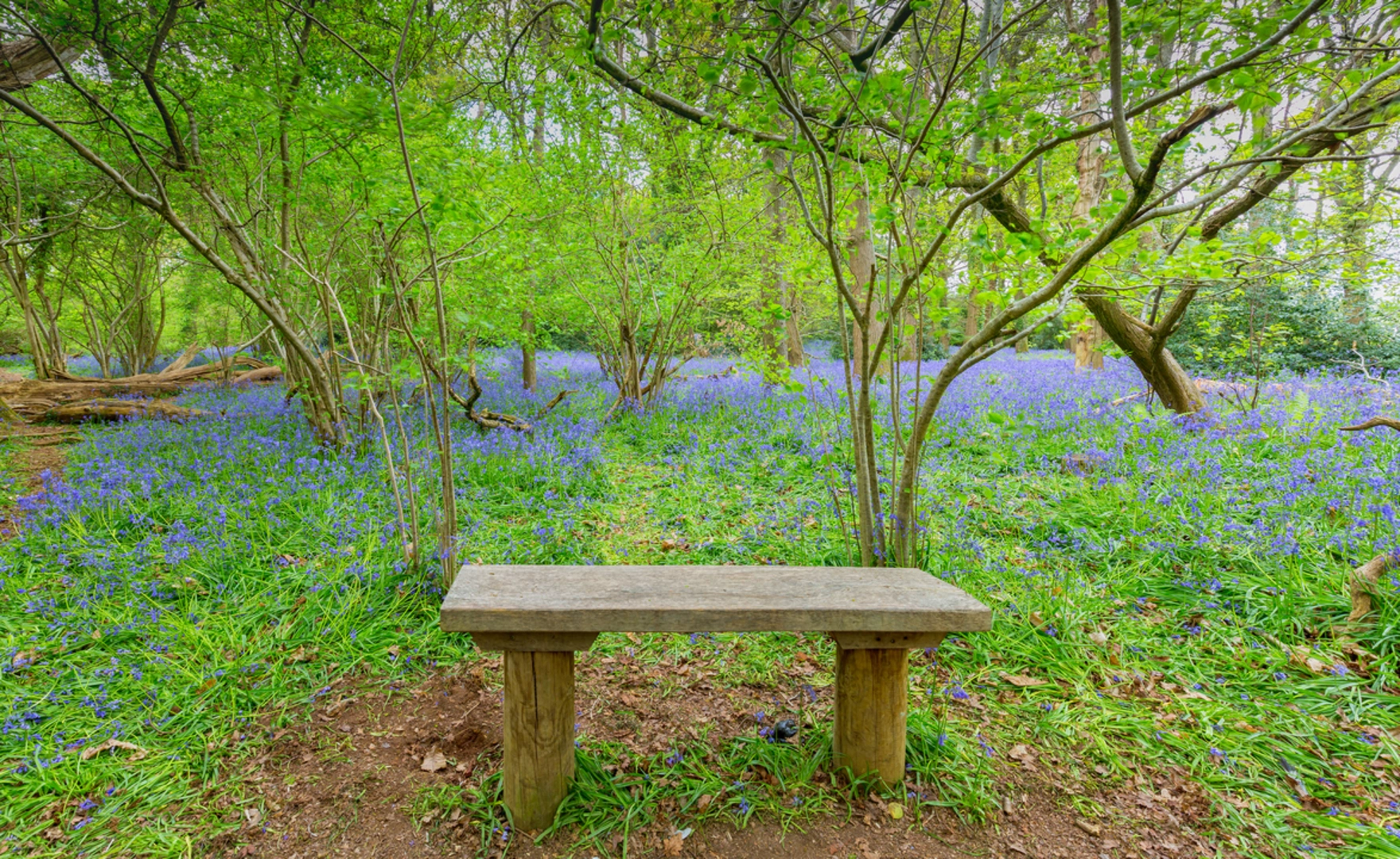 An image depicting the trail Pamphill and Cowgrove - Kingston Lacy Walk and its surrounding area.