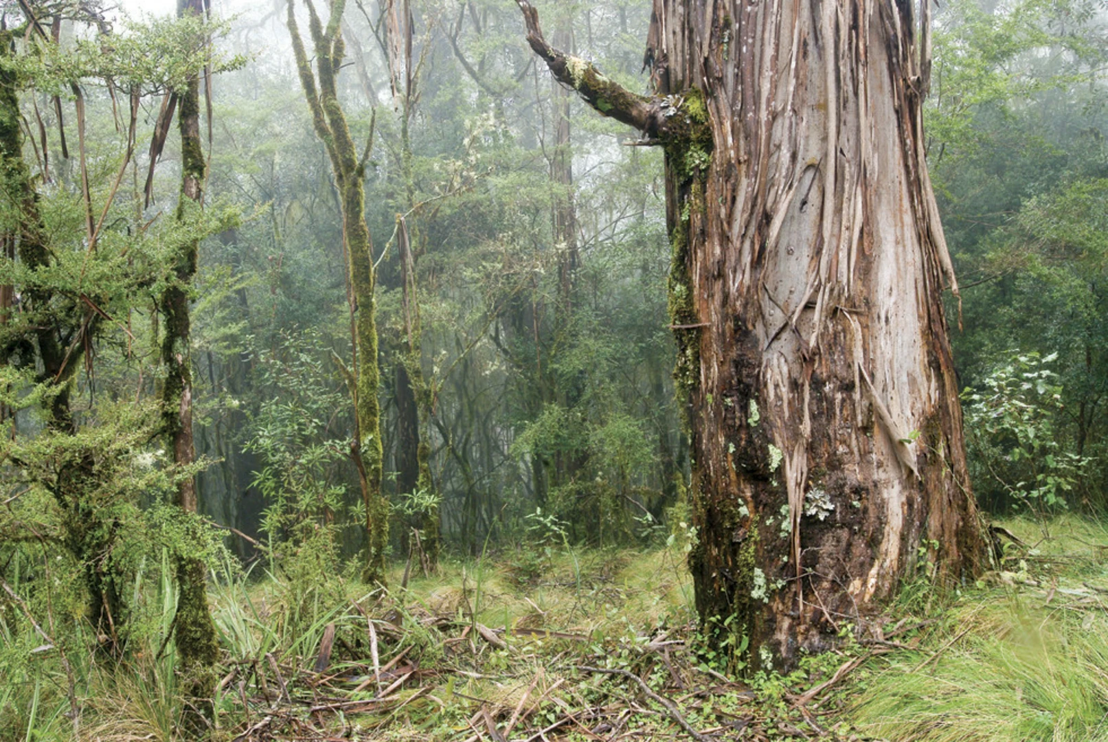 An image depicting the trail Wrights Lookout Track and its surrounding area.