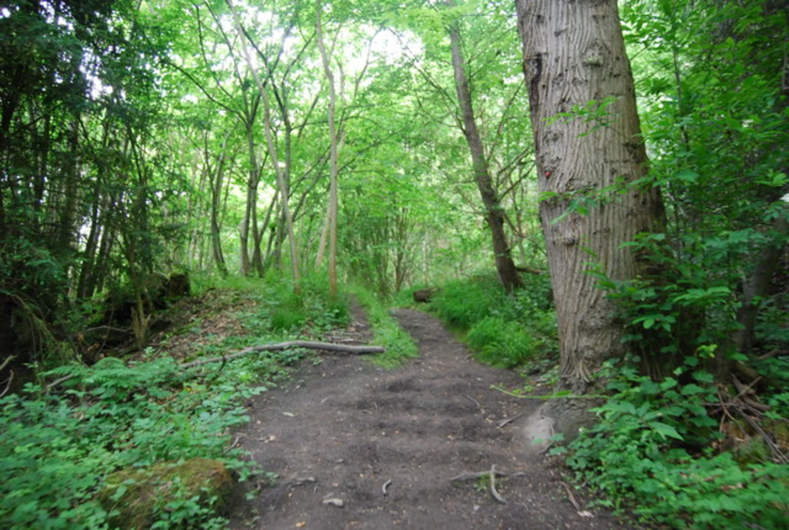 An image depicting the trail One Tree Hill, Cold Blows and Rooks Hill Walk and its surrounding area.