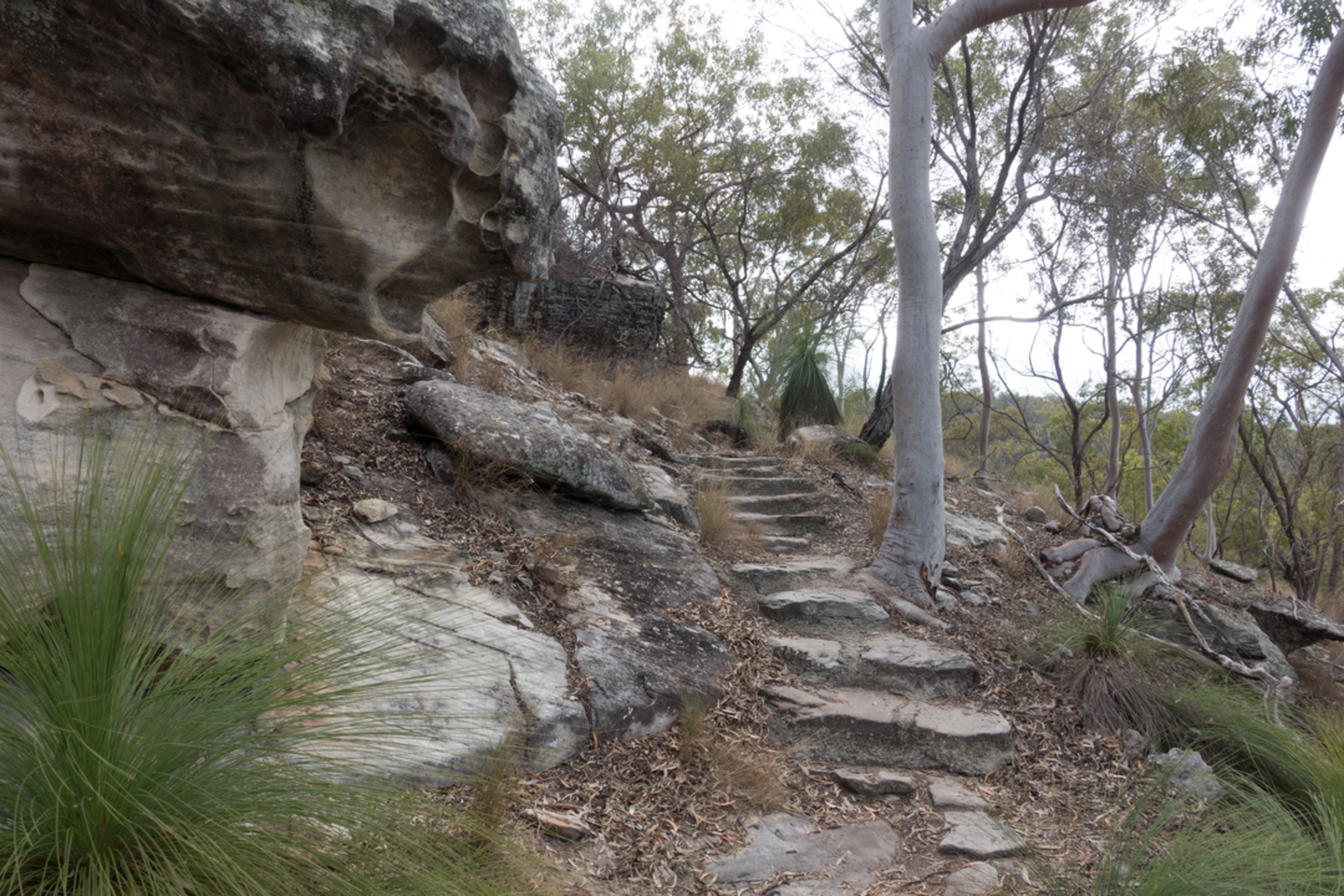 An image depicting the trail Fern Tree Pool and Giant's Chair Circuit Track and its surrounding area.