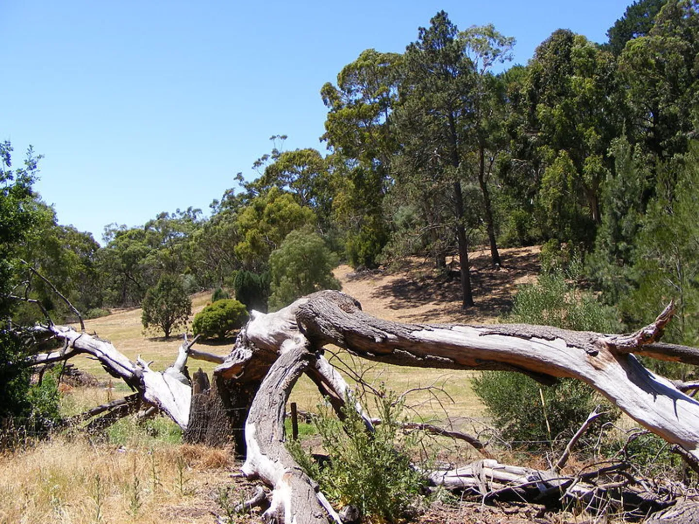 An image depicting the trail Lorikeet Loop Walk and its surrounding area.