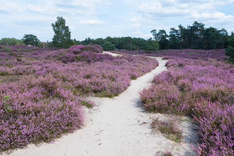 De Molenbeek, Terletse heide and Loenense Loop
