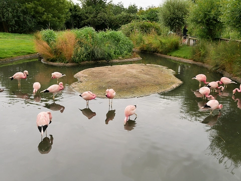 Slimbridge Wetland Centre Loop