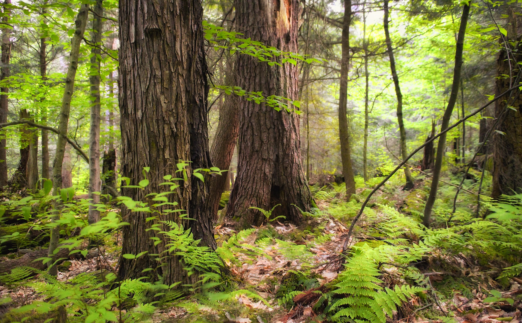 An image depicting the trail Hearts Content National Scenic Area Trail and its surrounding area.