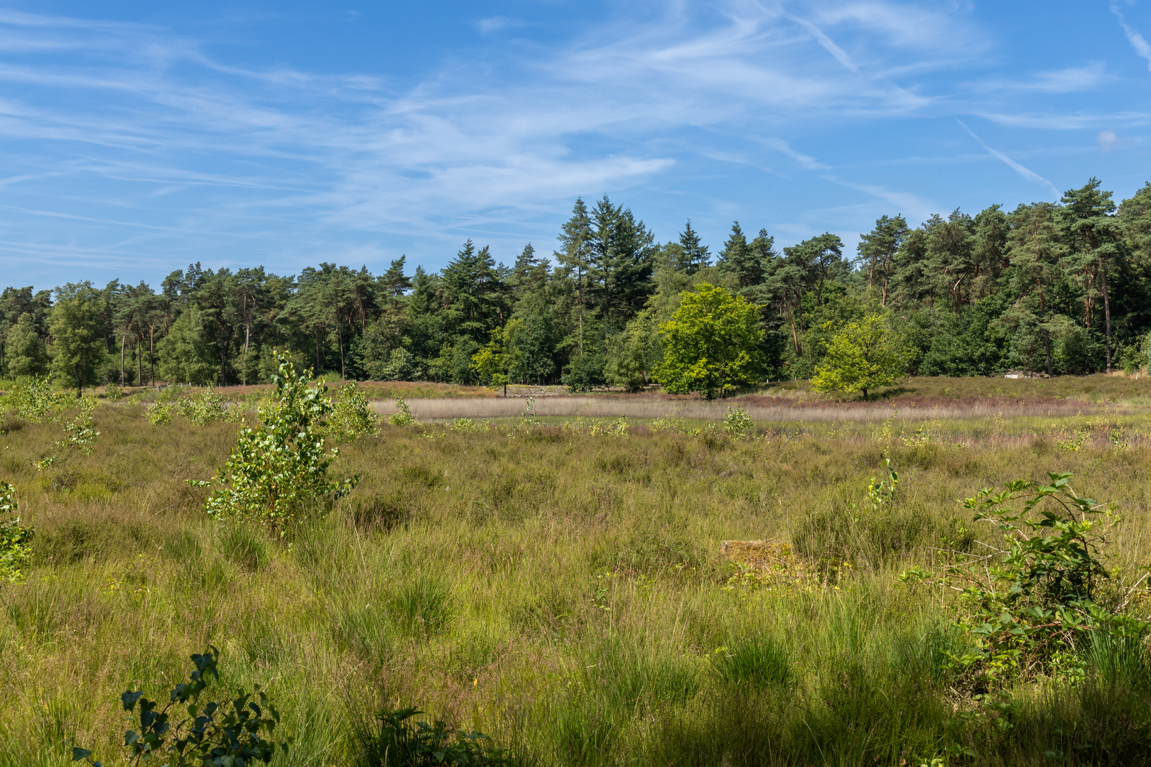An image depicting the trail Openluchttheater and Nieuwe Heide Loop and its surrounding area.