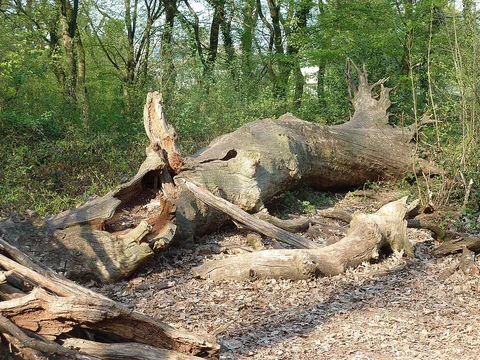 Schwanheimer Wald North Loop via Höllenweg