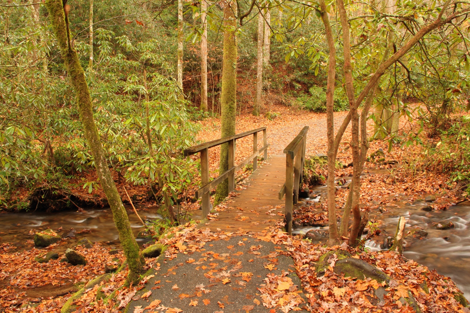 An image depicting the trail Thomas Divide, Newton Bald and Mingus Creek Trail and its surrounding area.