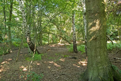 South Weald to Sabine's Green Loop