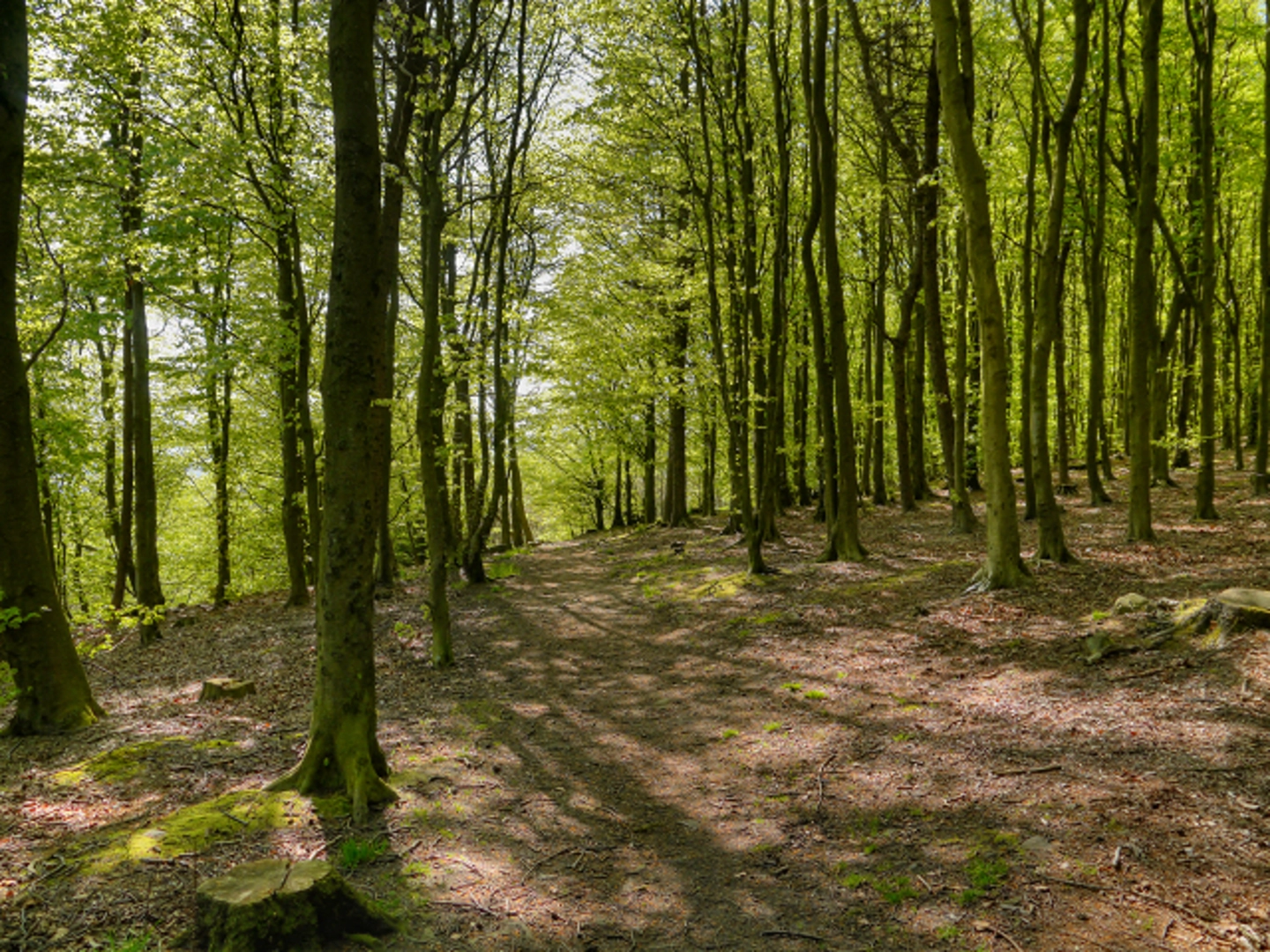 An image depicting the trail Memorial Forest Loop - Montcliffe and its surrounding area.