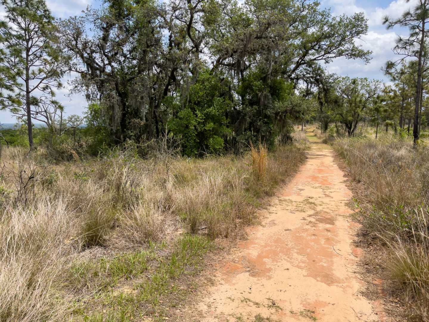 An image depicting the trail Long Pine Key Nature Gate 9 and 11 Trail and its surrounding area.