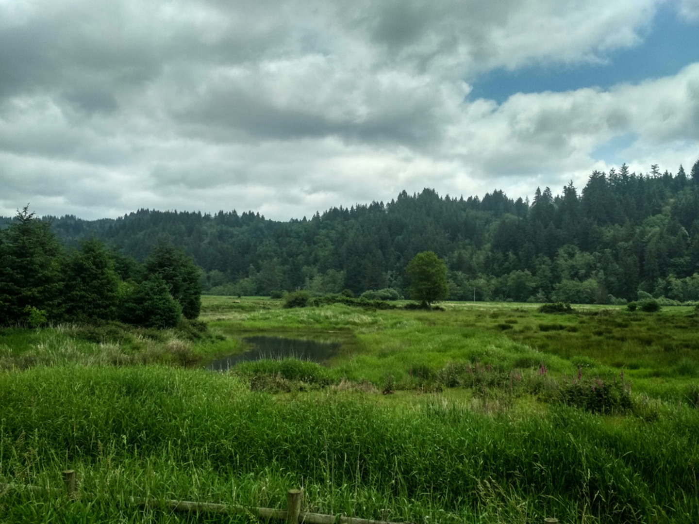 An image depicting the trail Lamberson Trail via Elk Meadows Trail and its surrounding area.