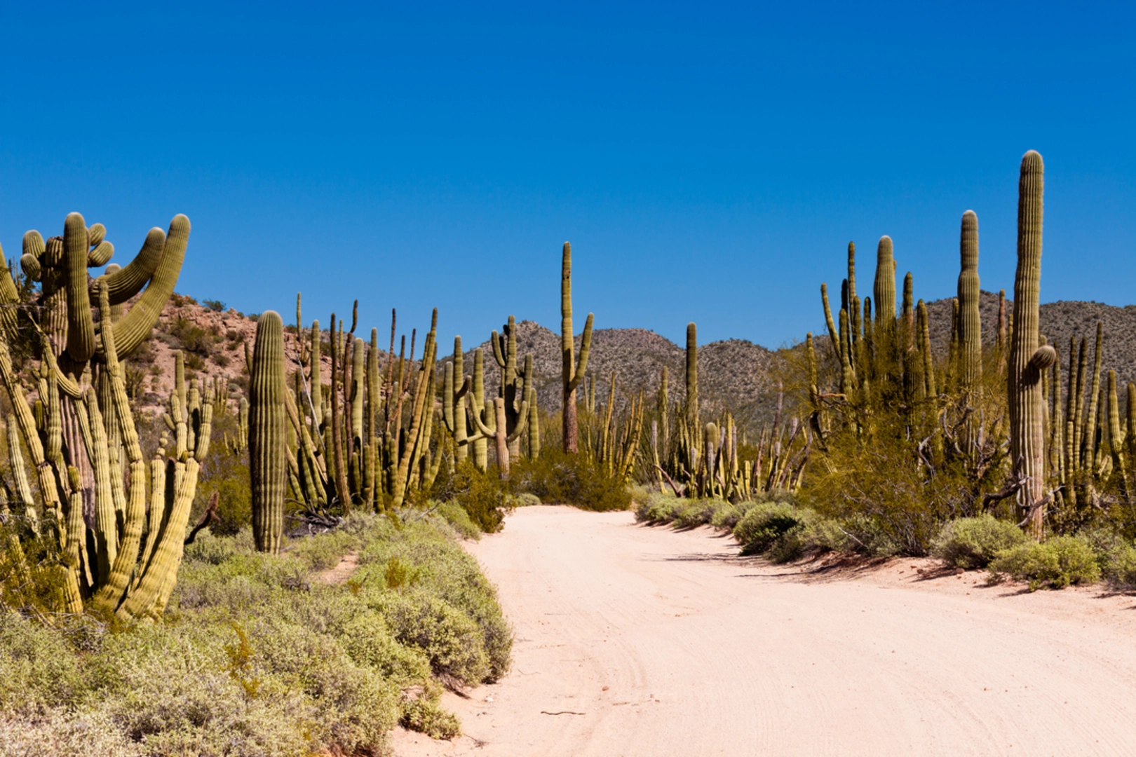 An image depicting the trail Senita Basin Loop Trail and its surrounding area.