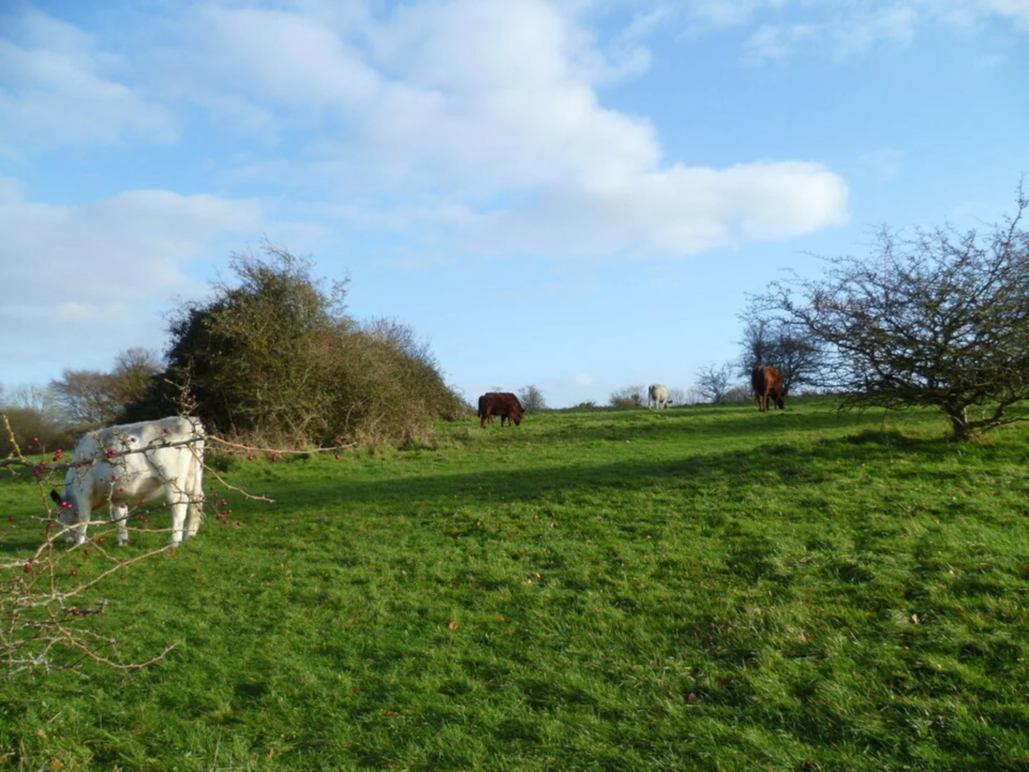 An image depicting the trail St Catherine's Hill Winchester Loop and its surrounding area.