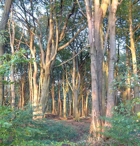 Billinge Hill Walk