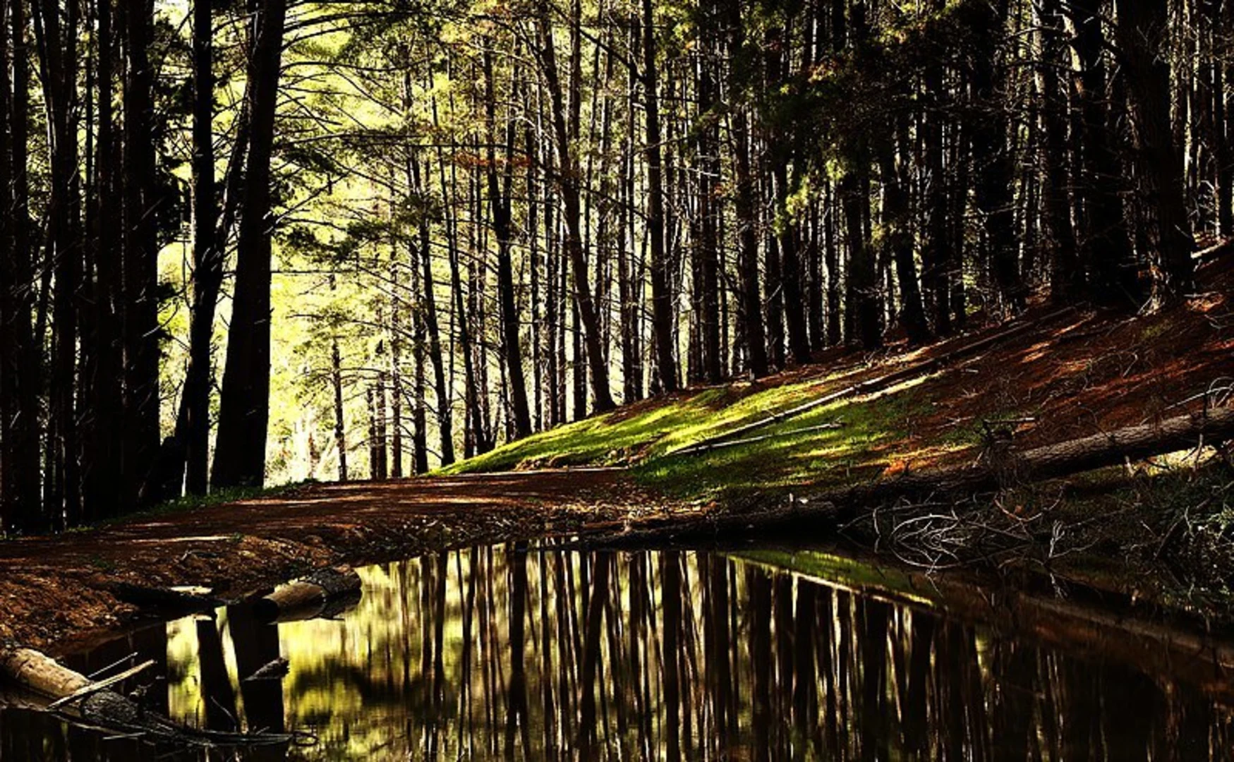 An image depicting the trail Kuitpo Forest Walk and its surrounding area.