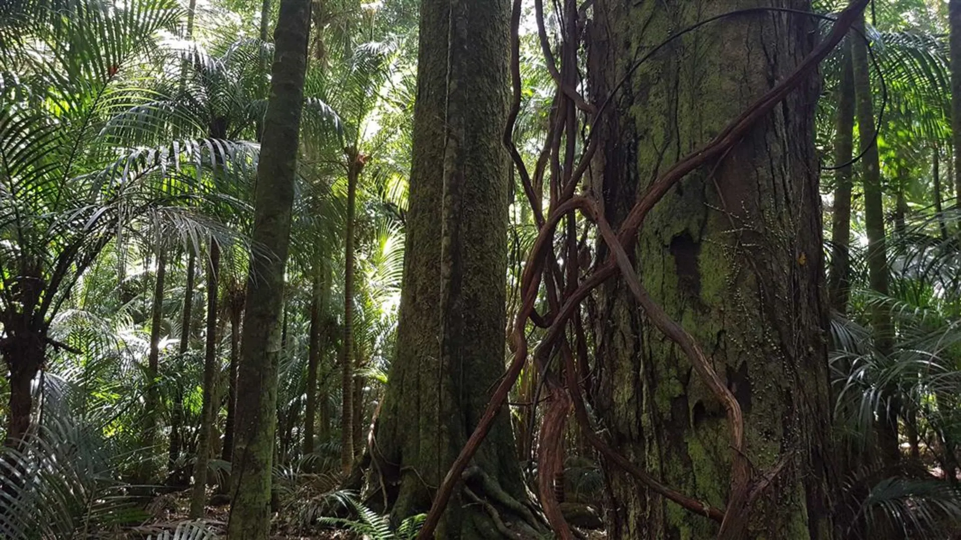 An image depicting the trail Pukenui Forest Loop and its surrounding area.