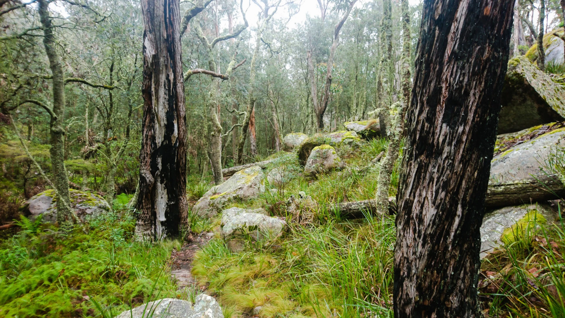 An image depicting the trail Cathedral Rock Track and its surrounding area.