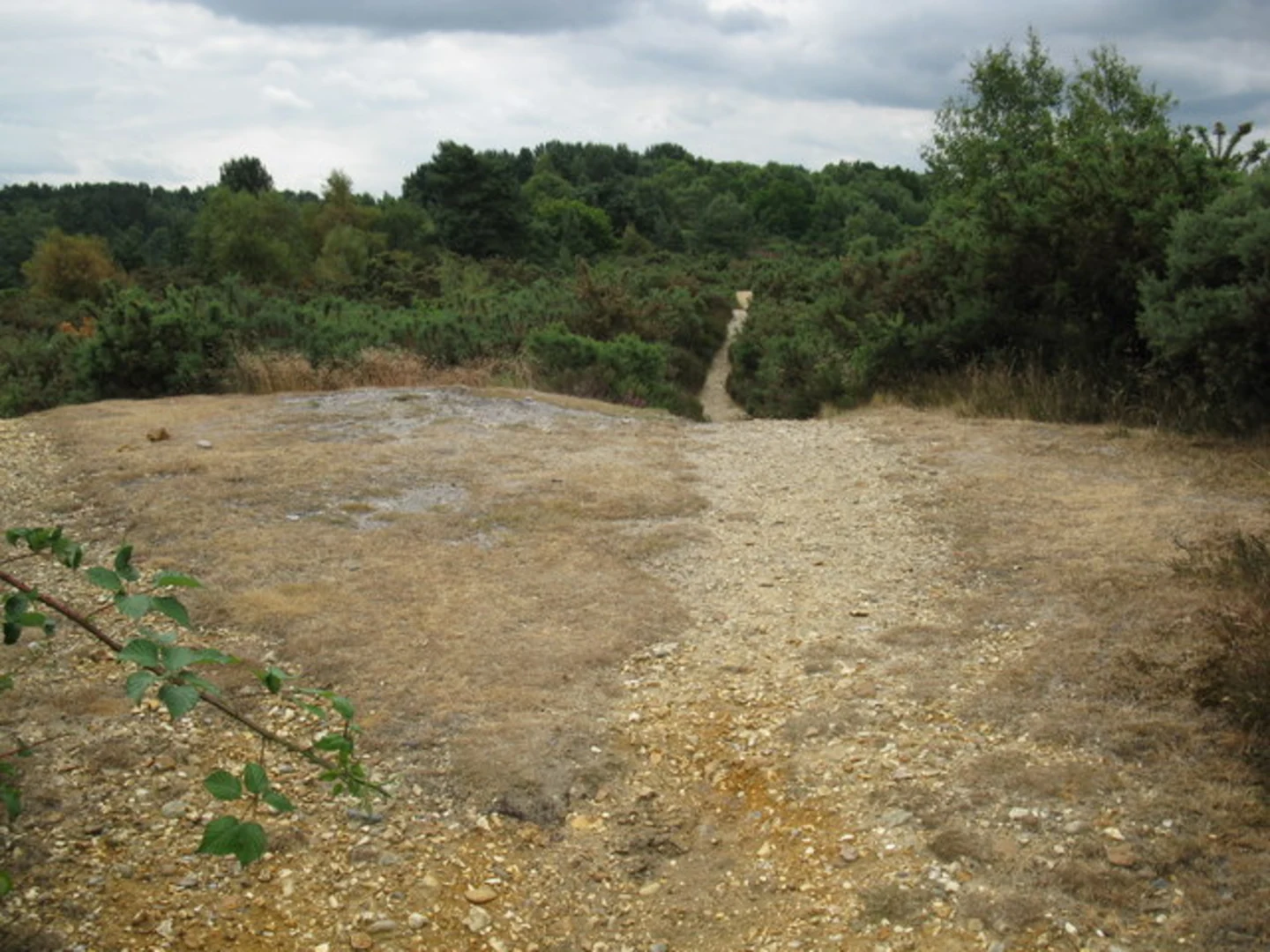 An image depicting the trail Frensham to Tilford Loop via Frensham Common and its surrounding area.