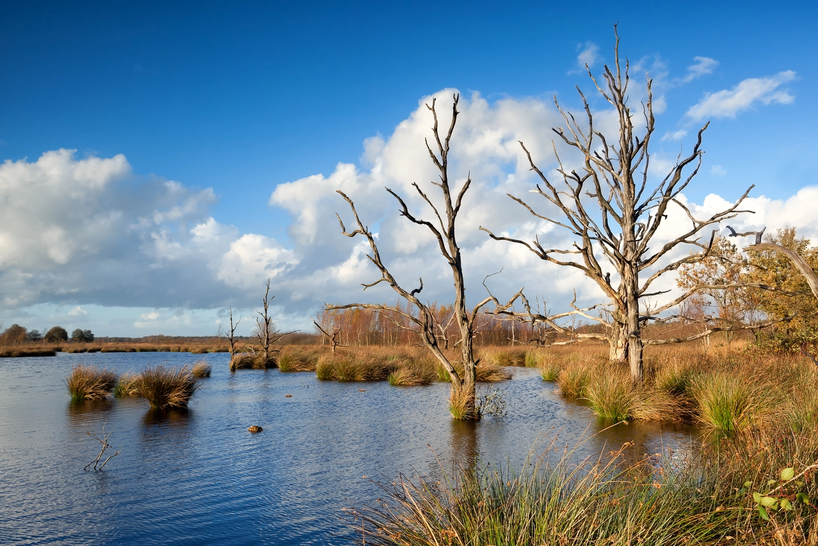 An image depicting the trail Ter Horsterzand, Witten veen and Groote Veen Loop and its surrounding area.