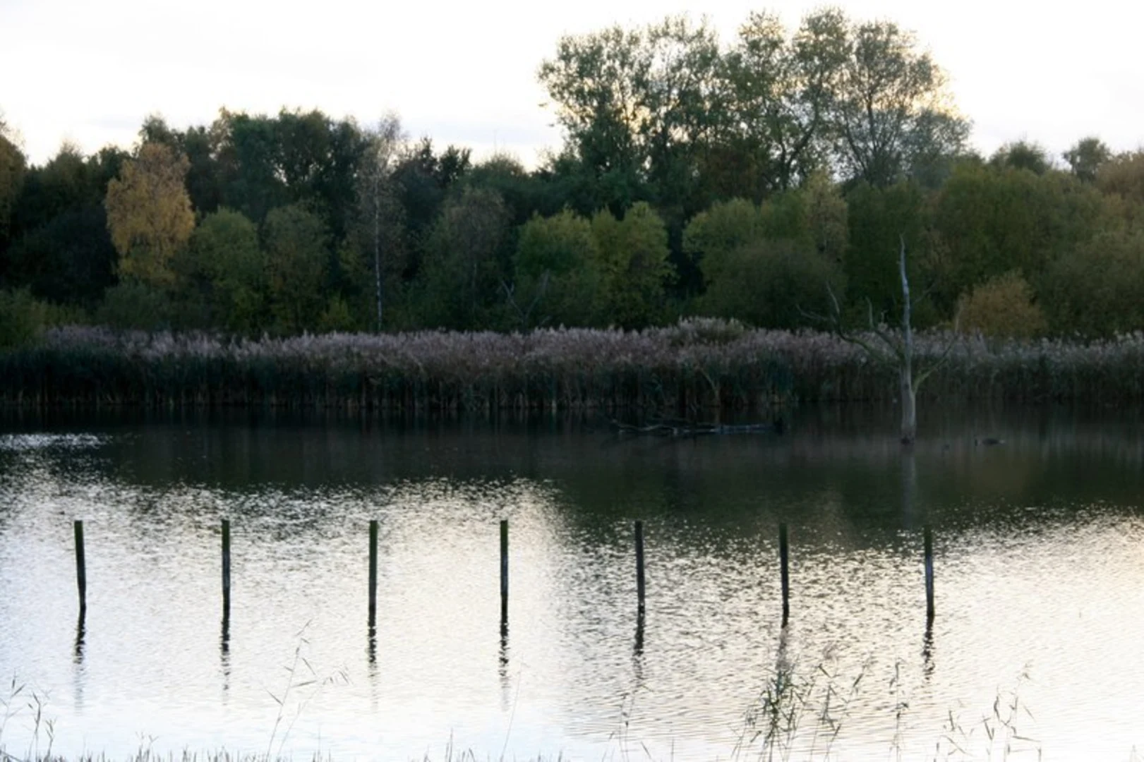 An image depicting the trail Potteric Carr Nature Reserve Loop and its surrounding area.