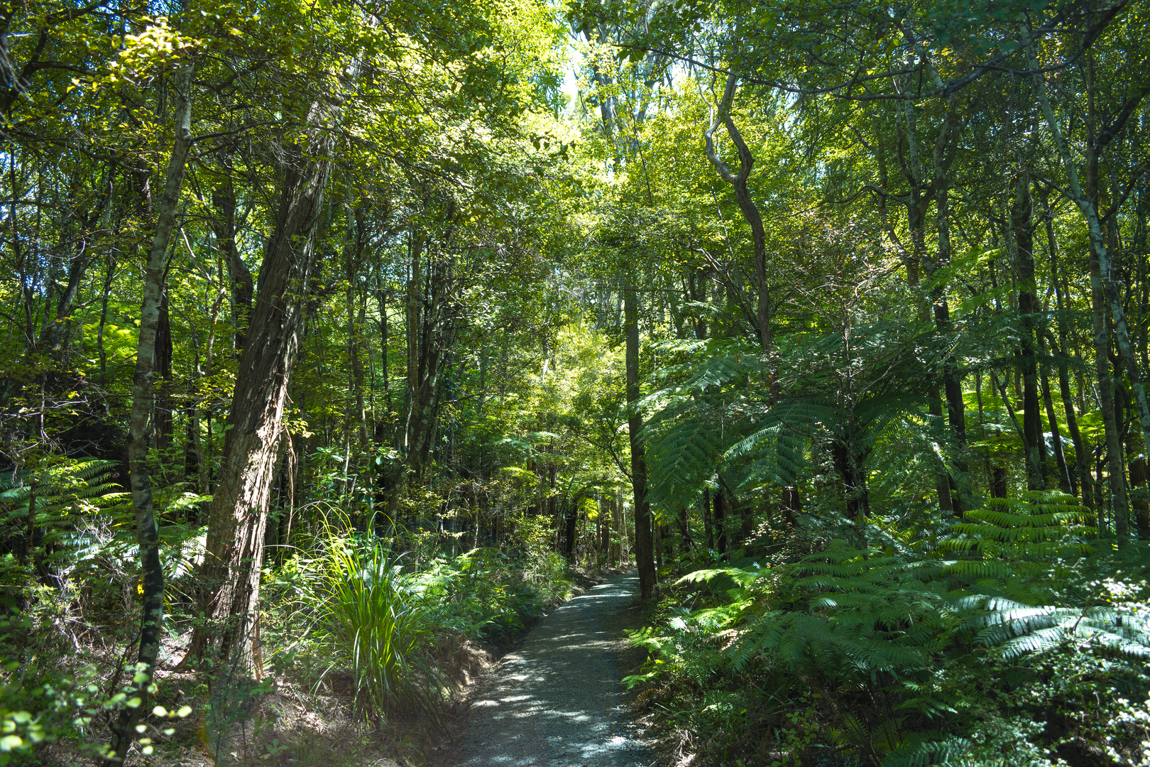 An image depicting the trail Mokoroa Falls Track and its surrounding area.