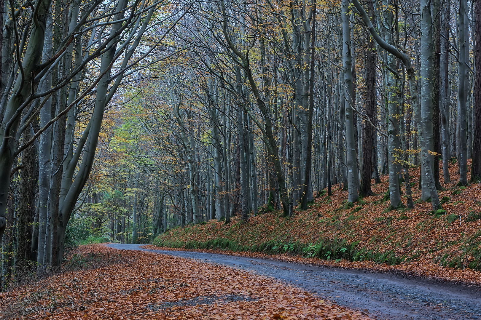An image depicting the trail The Devil's Glen - Seamus Heaney Walk and its surrounding area.