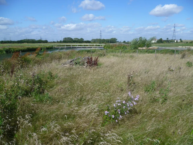 Jeskyns Community Woodland