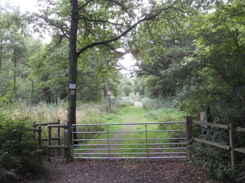 Chaddesley Wood Long Loop