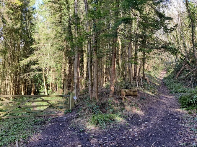 Blakeway Coppice via Jack Mytton Way