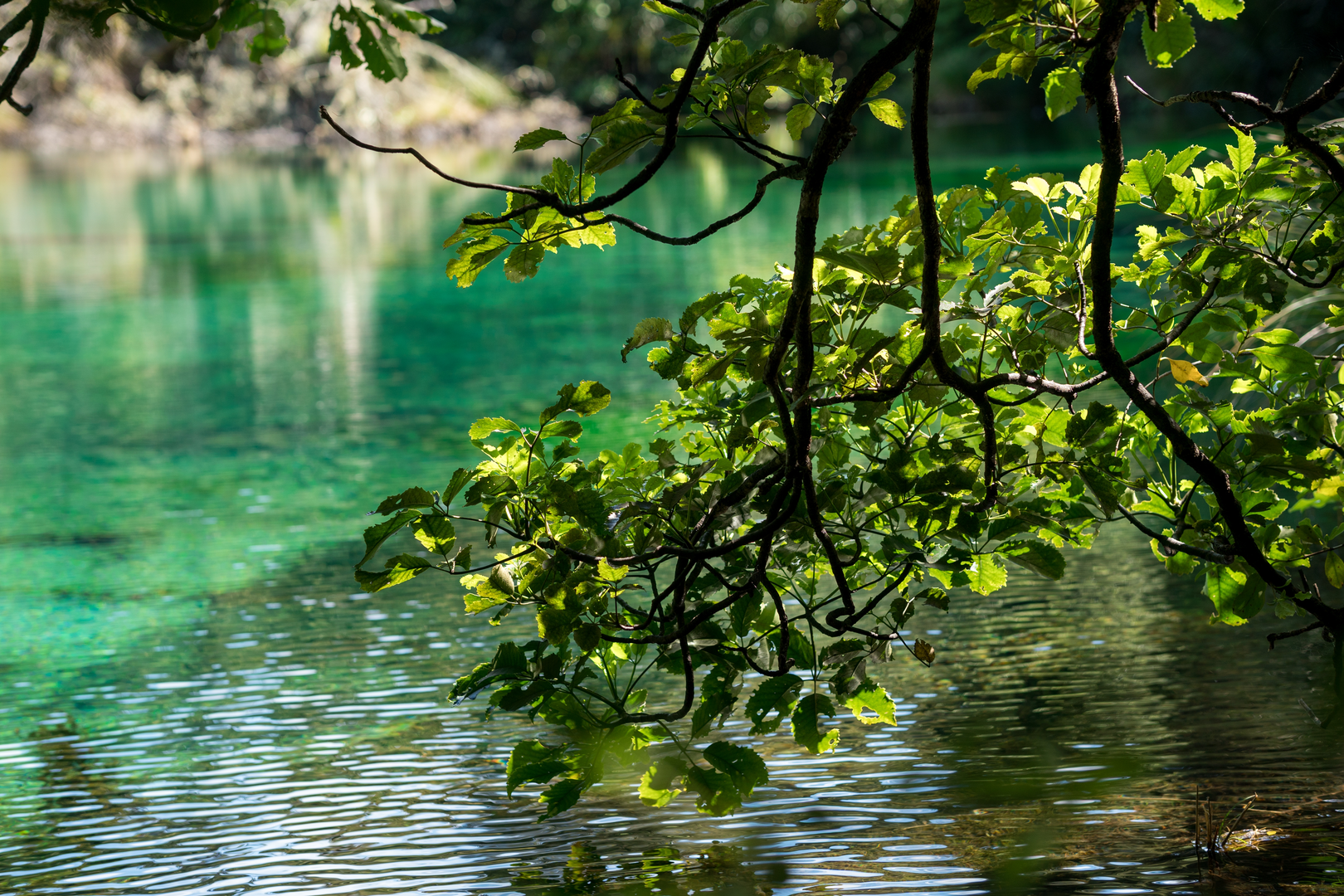 An image depicting the trail Lake Kaitawa Fairy Springs Track and its surrounding area.