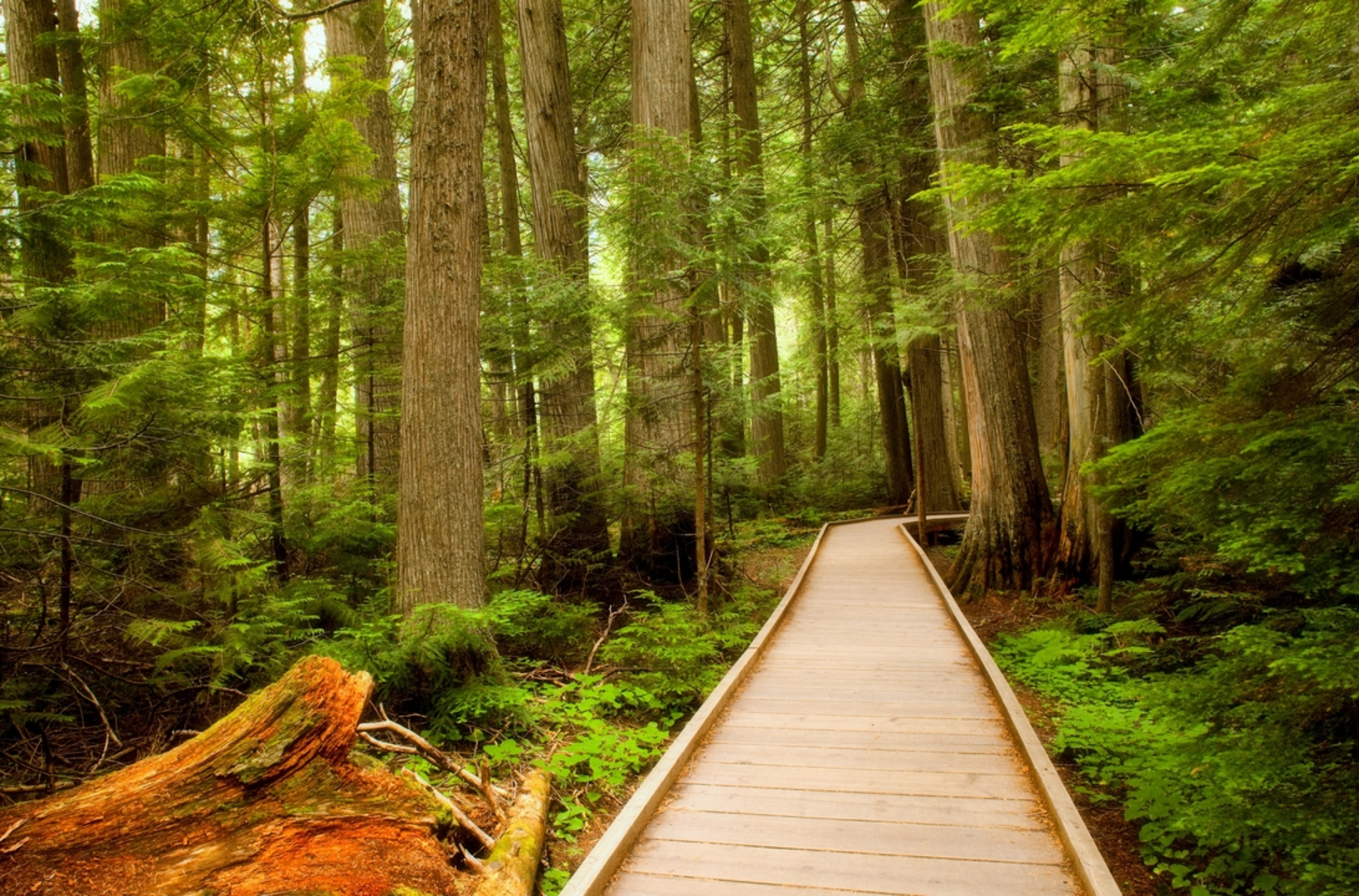 An image depicting the trail Trail of the Cedars and its surrounding area.