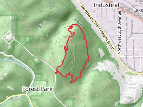 Wild Cherry - Northwest Leif Erikson - Dogwood Loop Trail