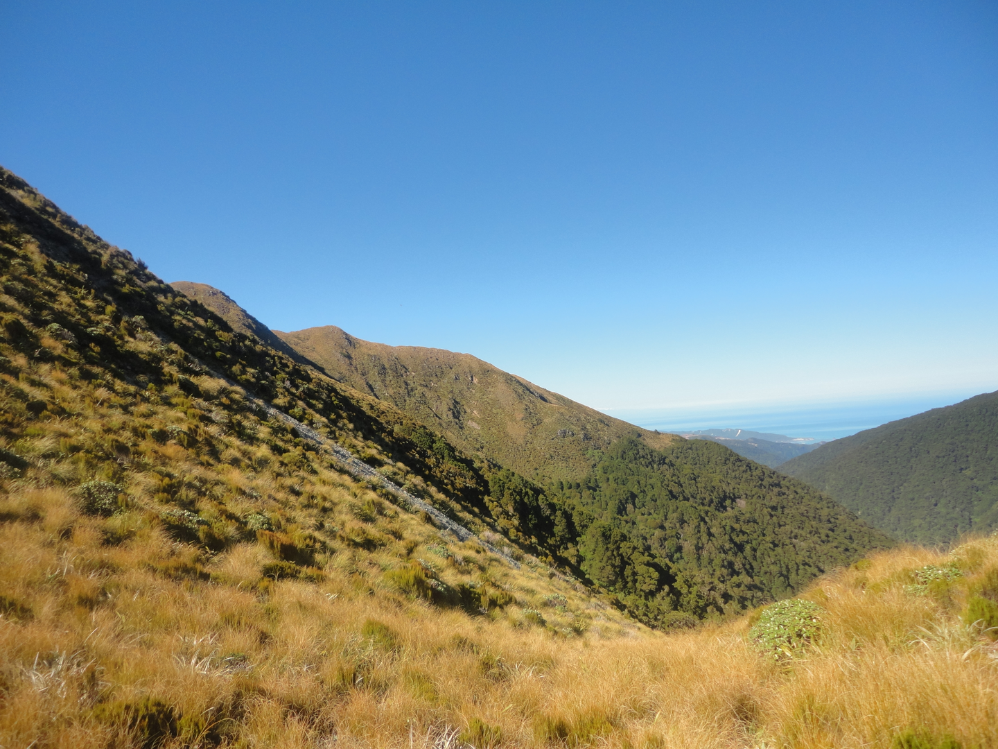 An image depicting the trail Croesus Track and its surrounding area.