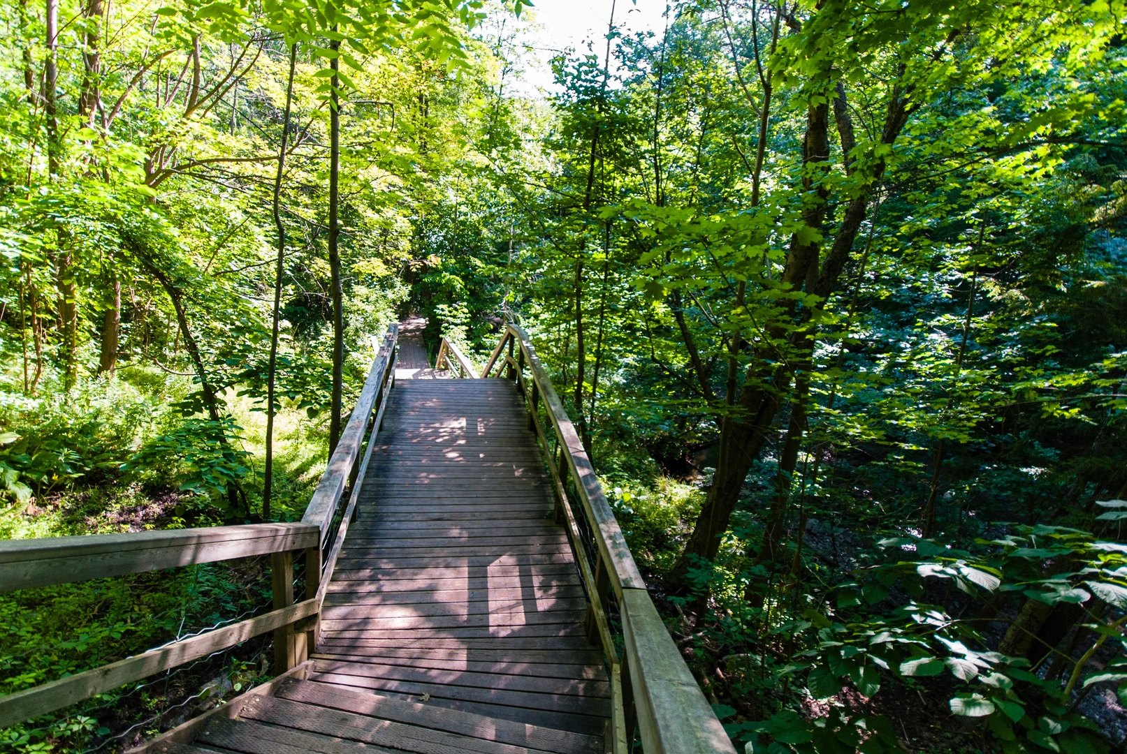 An image depicting the trail Shawood Park Trail and its surrounding area.