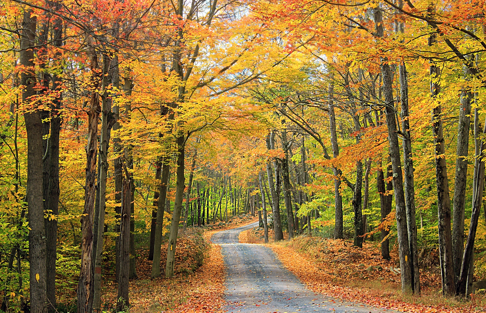 An image depicting the trail Big Pine Hill Loop Trail and its surrounding area.