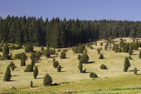 Glatttal-Hoehenweg and Hotel Gruener Wald - Schafweide