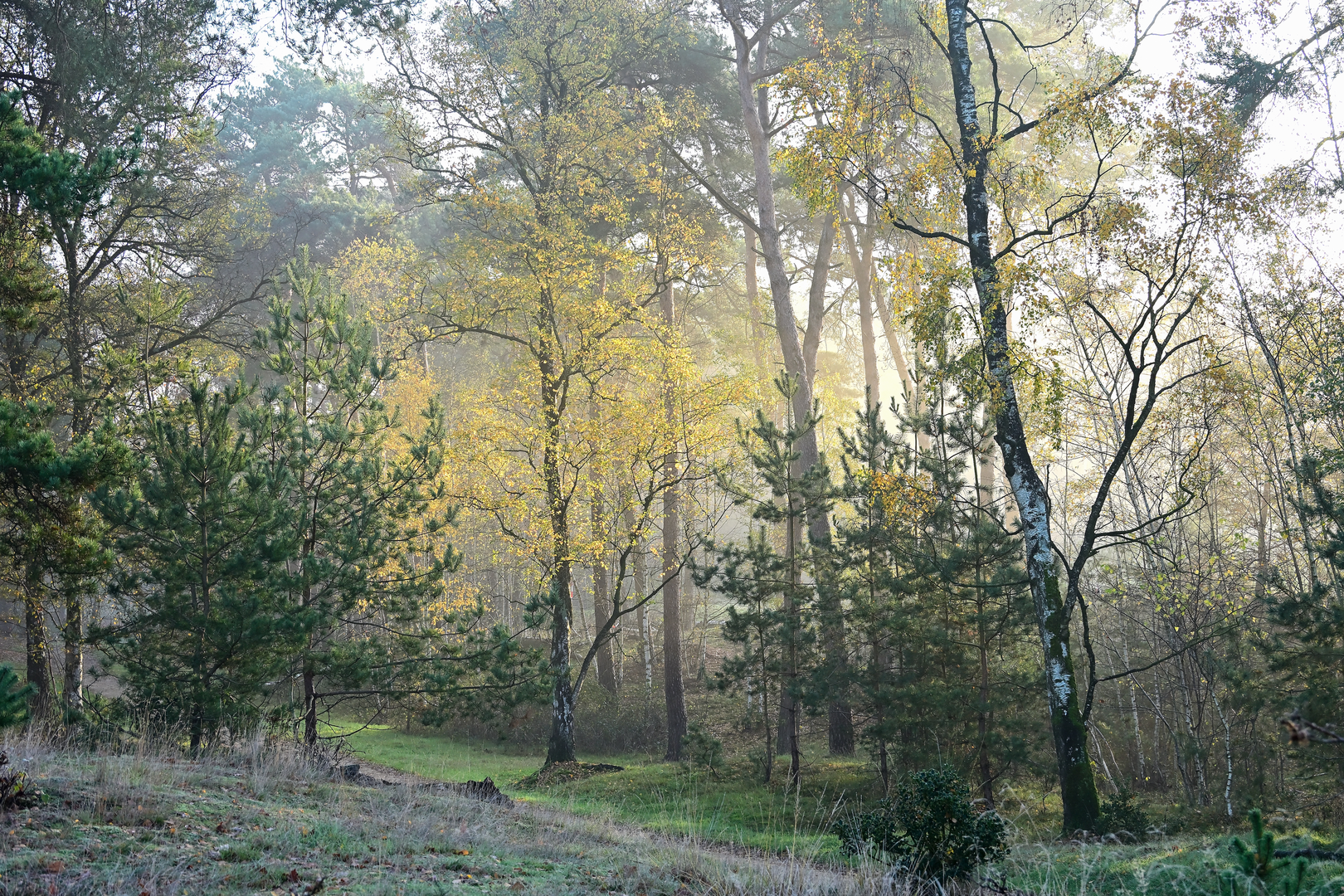 An image depicting the trail De kolonies and De Holle Witrijt Loop and its surrounding area.