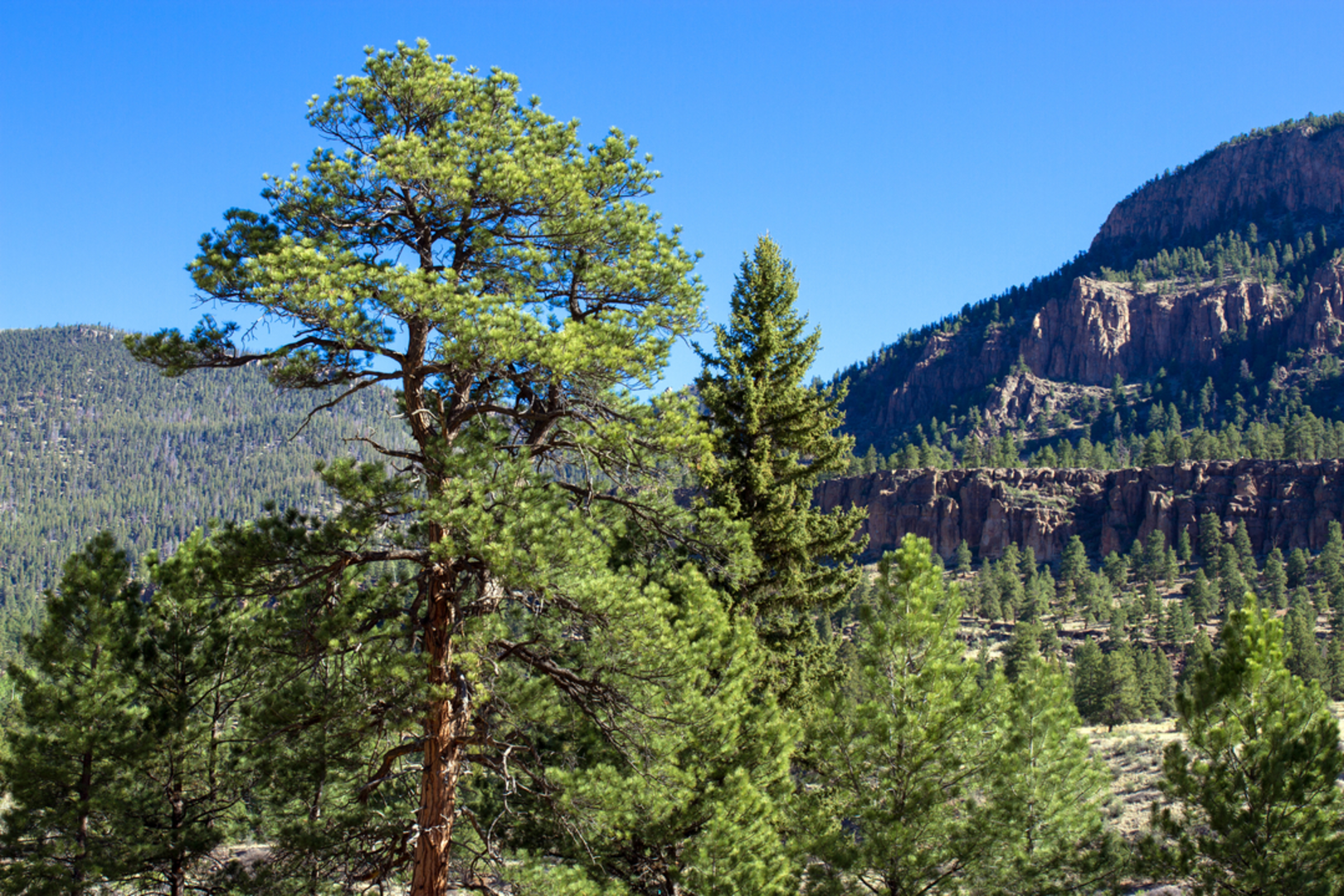 An image depicting the trail Alder Bench Trail and its surrounding area.