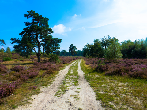 Elspeterweg, Hukshorsterzand and Ermelosche Heide Loop