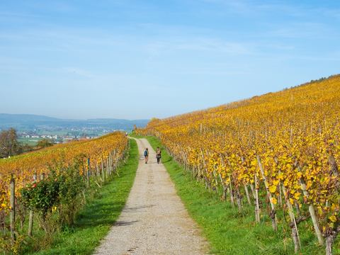 Weinfelden Wine Trail