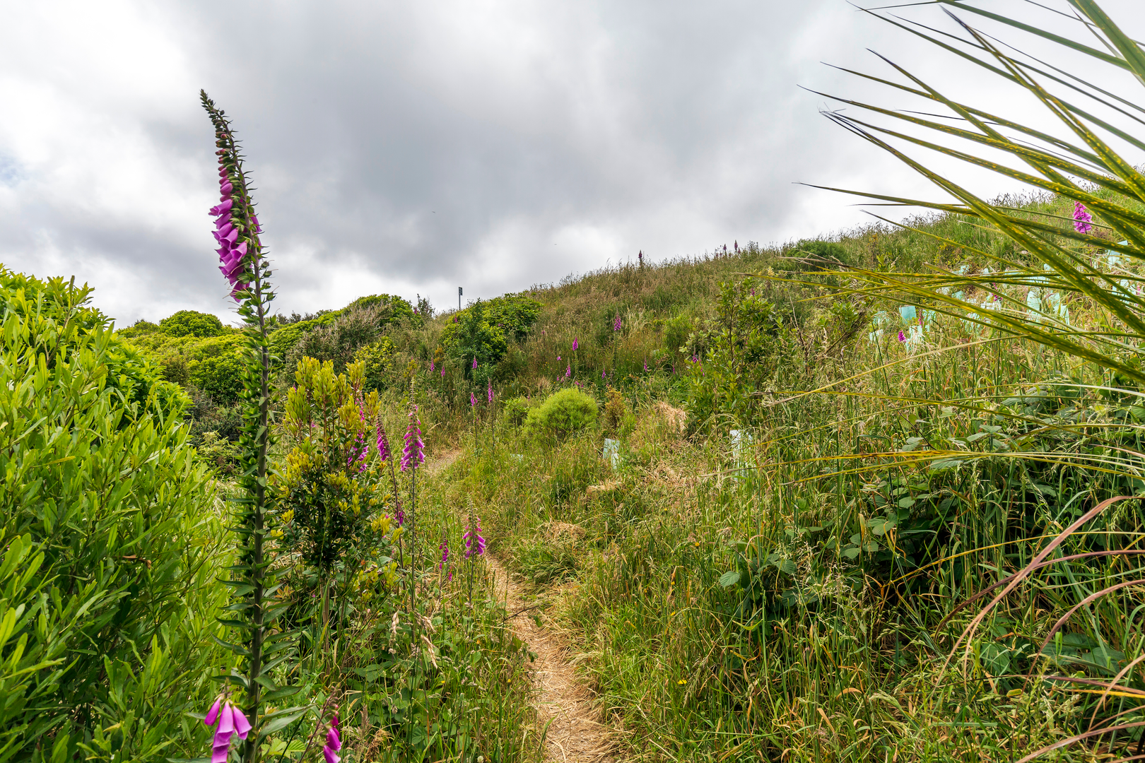 An image depicting the trail Tip Track to Hawkins Hill and its surrounding area.