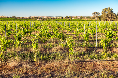 The Barossa and Jack Bobridge Trail