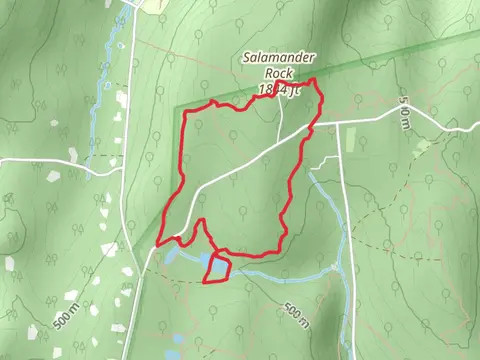 Skink, Whiskey Springs Pond and Salamander Loop Trail