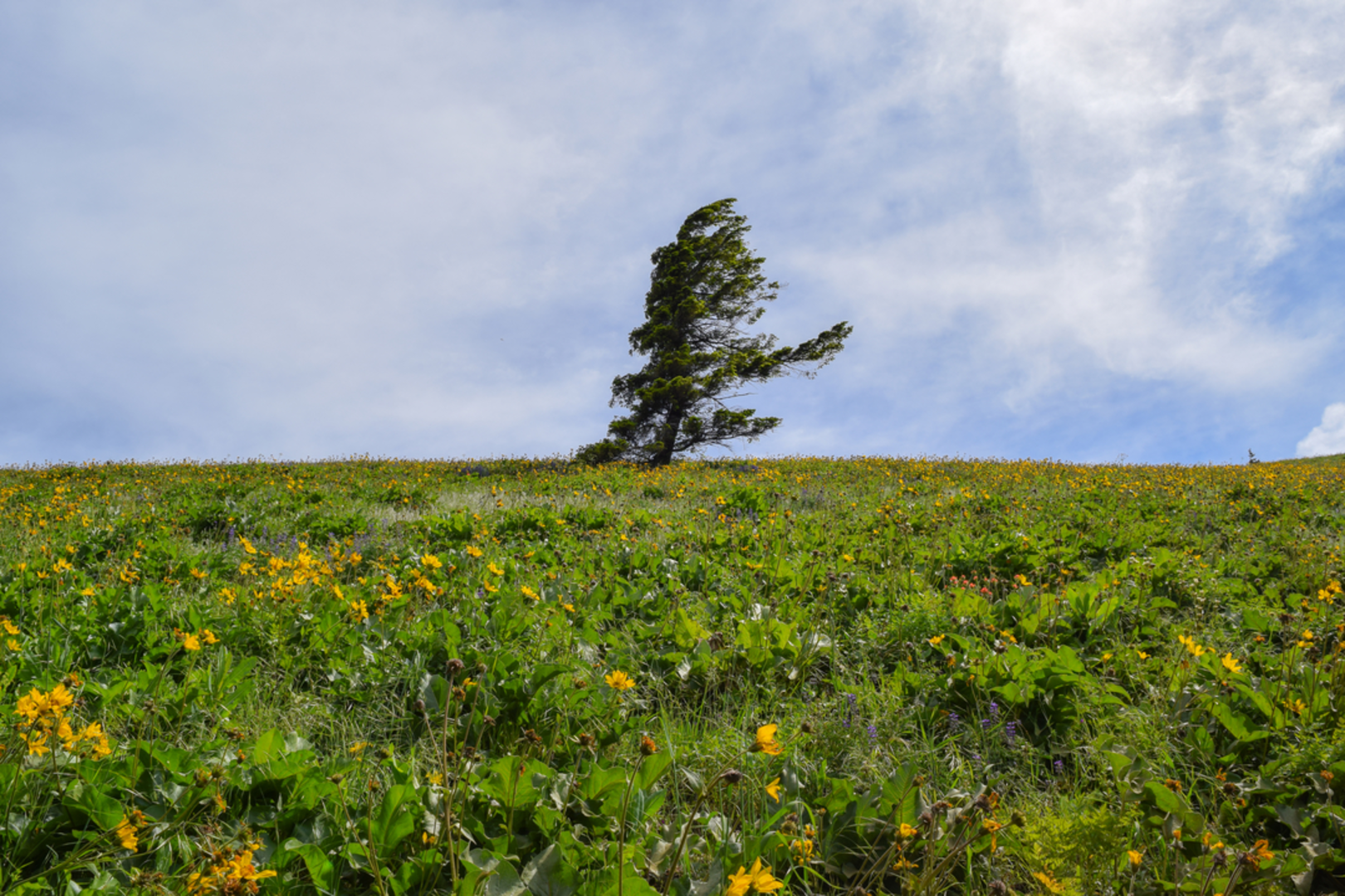 An image depicting the trail Dog Mountain Trail and its surrounding area.